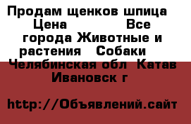 Продам щенков шпица › Цена ­ 25 000 - Все города Животные и растения » Собаки   . Челябинская обл.,Катав-Ивановск г.